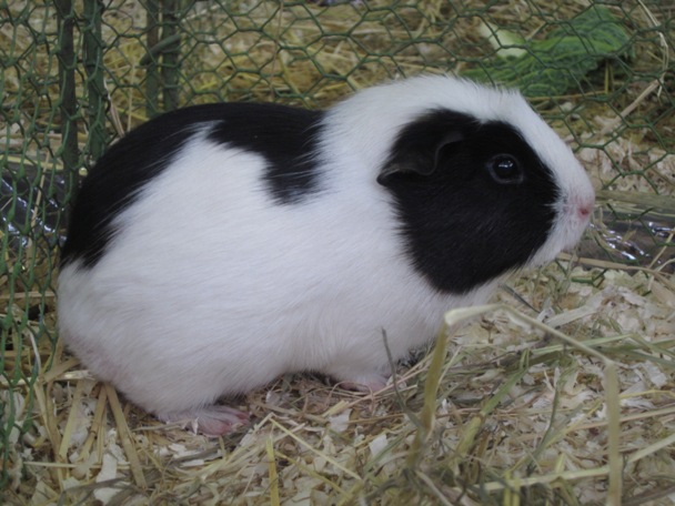 Anglický crested