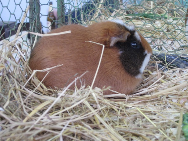 Anglický crested 2