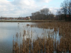 2. rybník na podzim